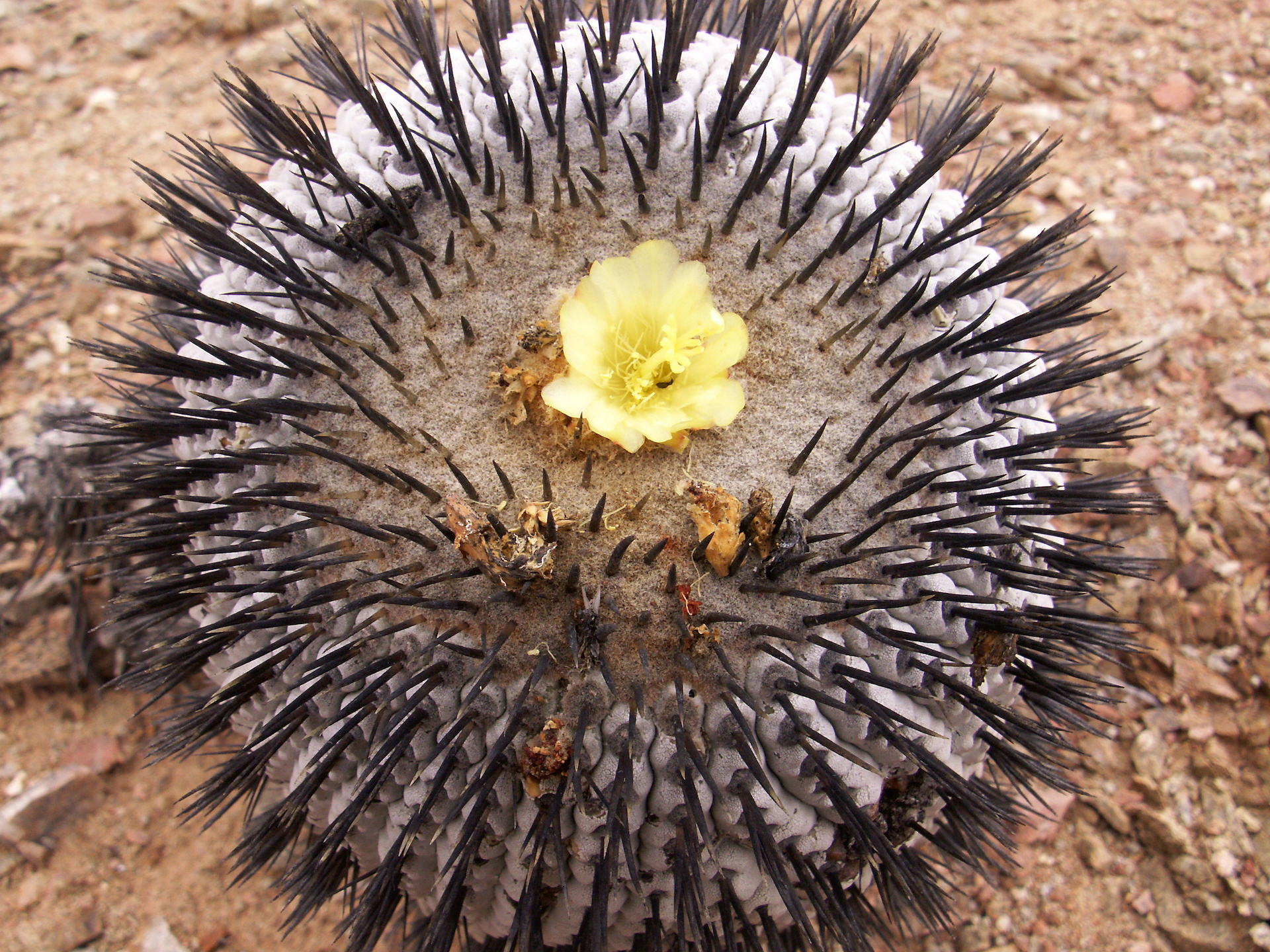 重要】至高のサボテン、コピアポア Copiapoaの魅力 そのシンボル【刺Spines】