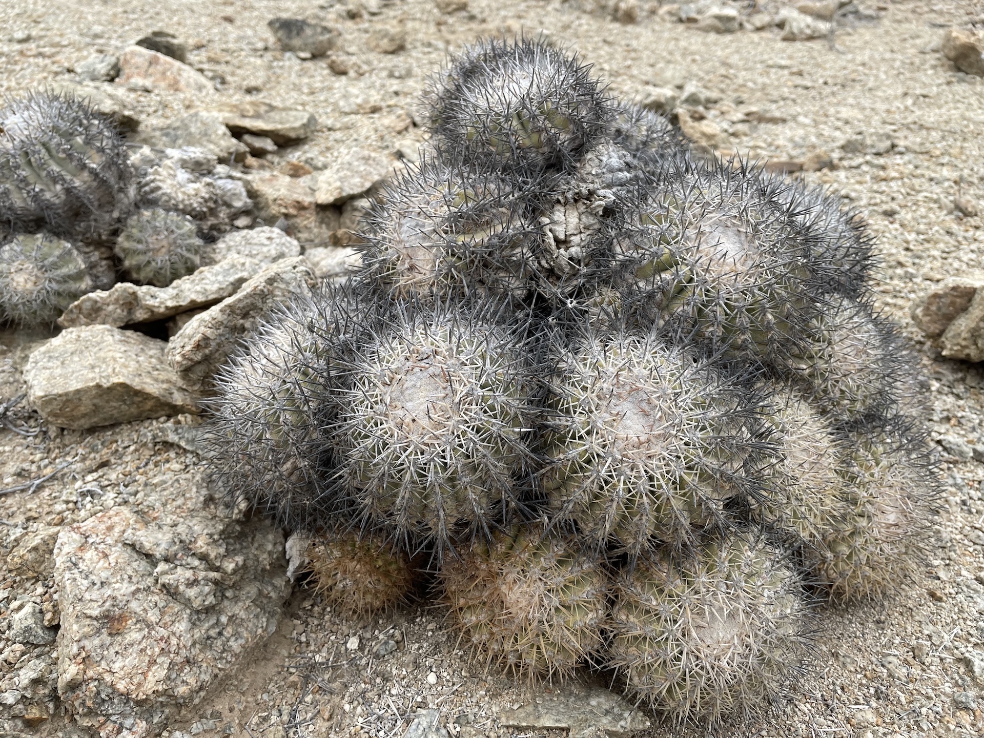 白く短い牙を持つドラゴネット Copiapoa cinerascens シネラケンス 竜