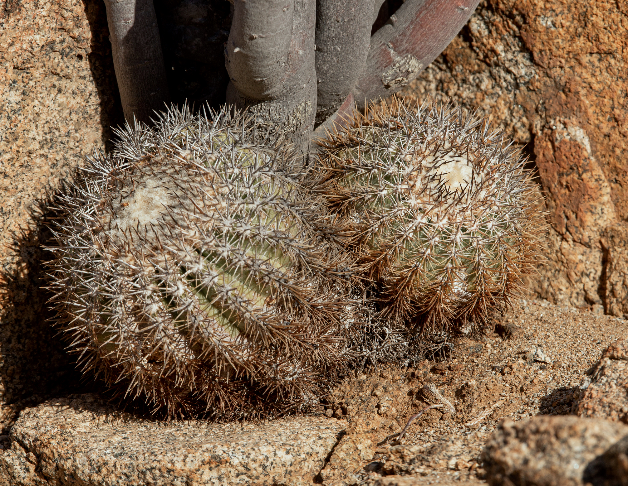 白く短い牙を持つドラゴネット Copiapoa cinerascens シネラケンス 竜