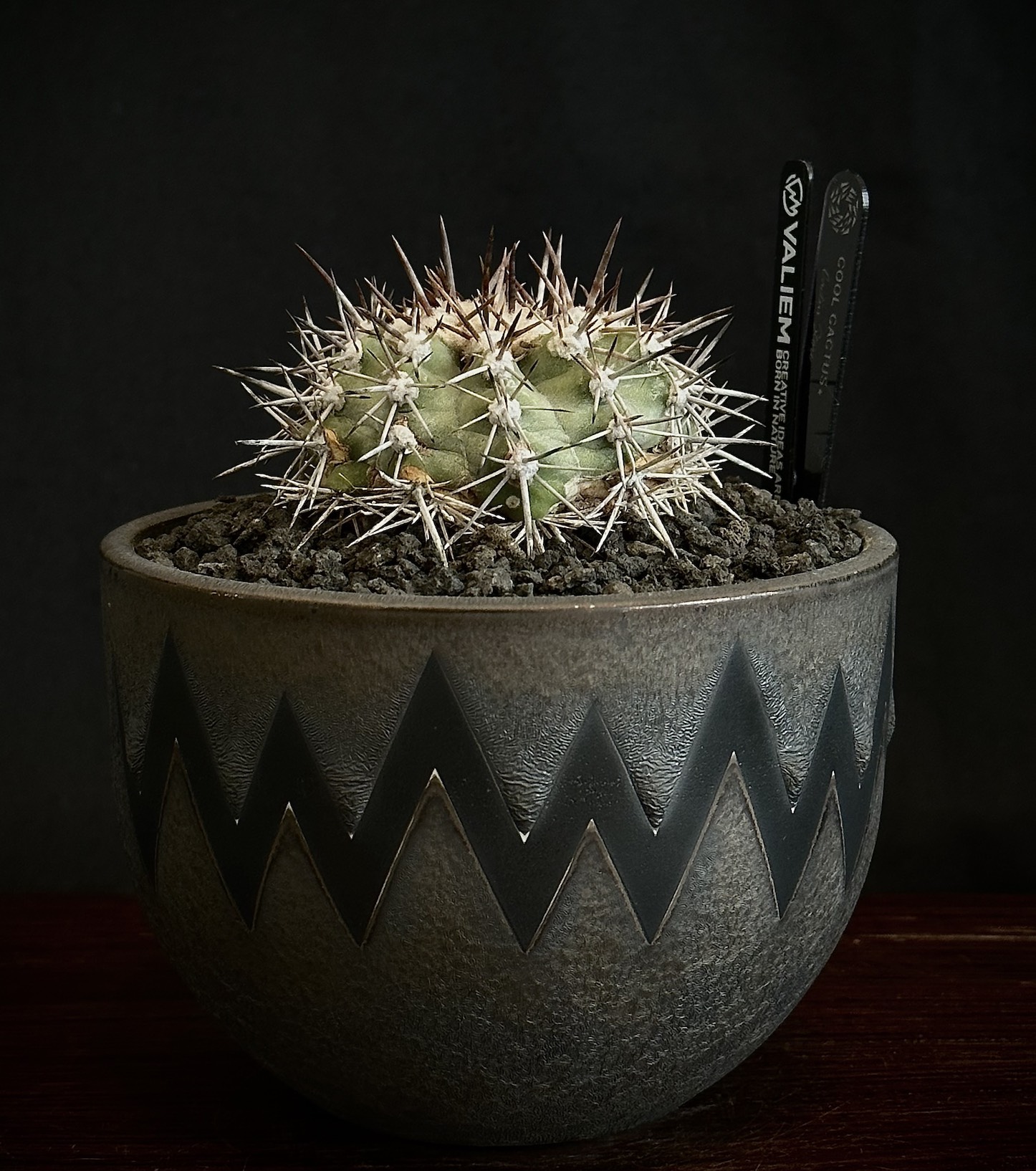 白く短い牙を持つドラゴネット Copiapoa cinerascens シネラケンス 竜 ...