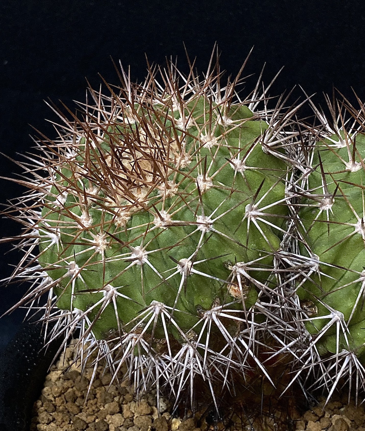 白く短い牙を持つドラゴネット Copiapoa cinerascens シネラケンス 竜