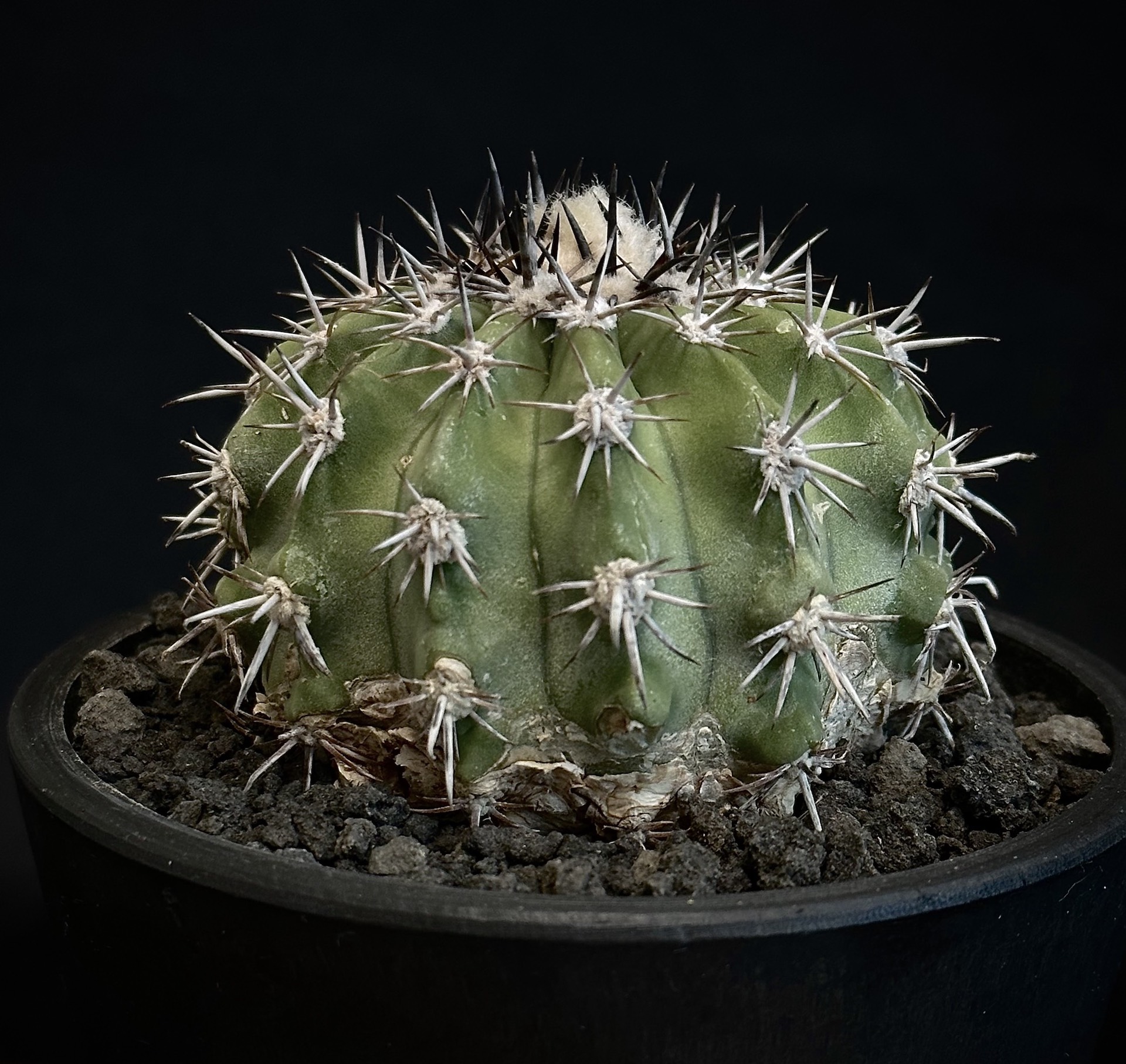 白く短い牙を持つドラゴネット Copiapoa cinerascens シネラケンス 竜 ...