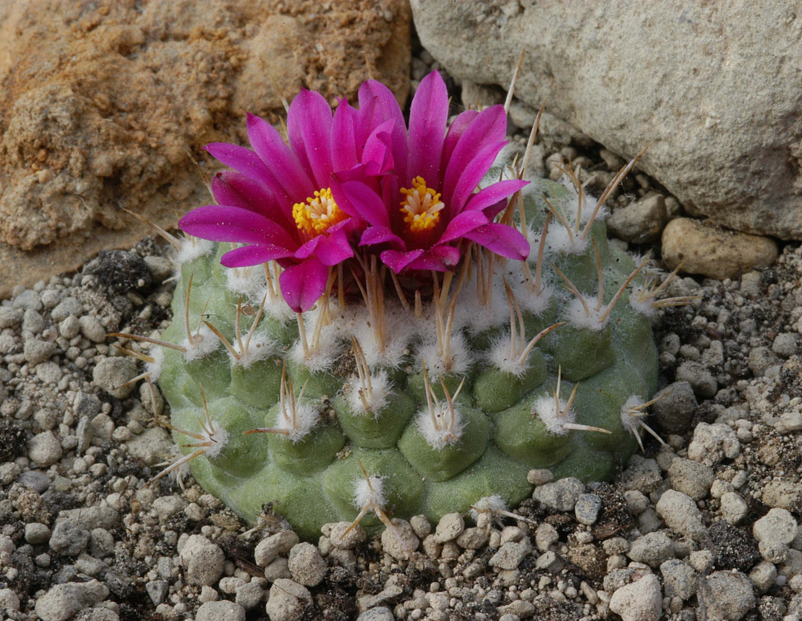 Recommended Cactus 百年の孤 ストロンボカクタス菊水