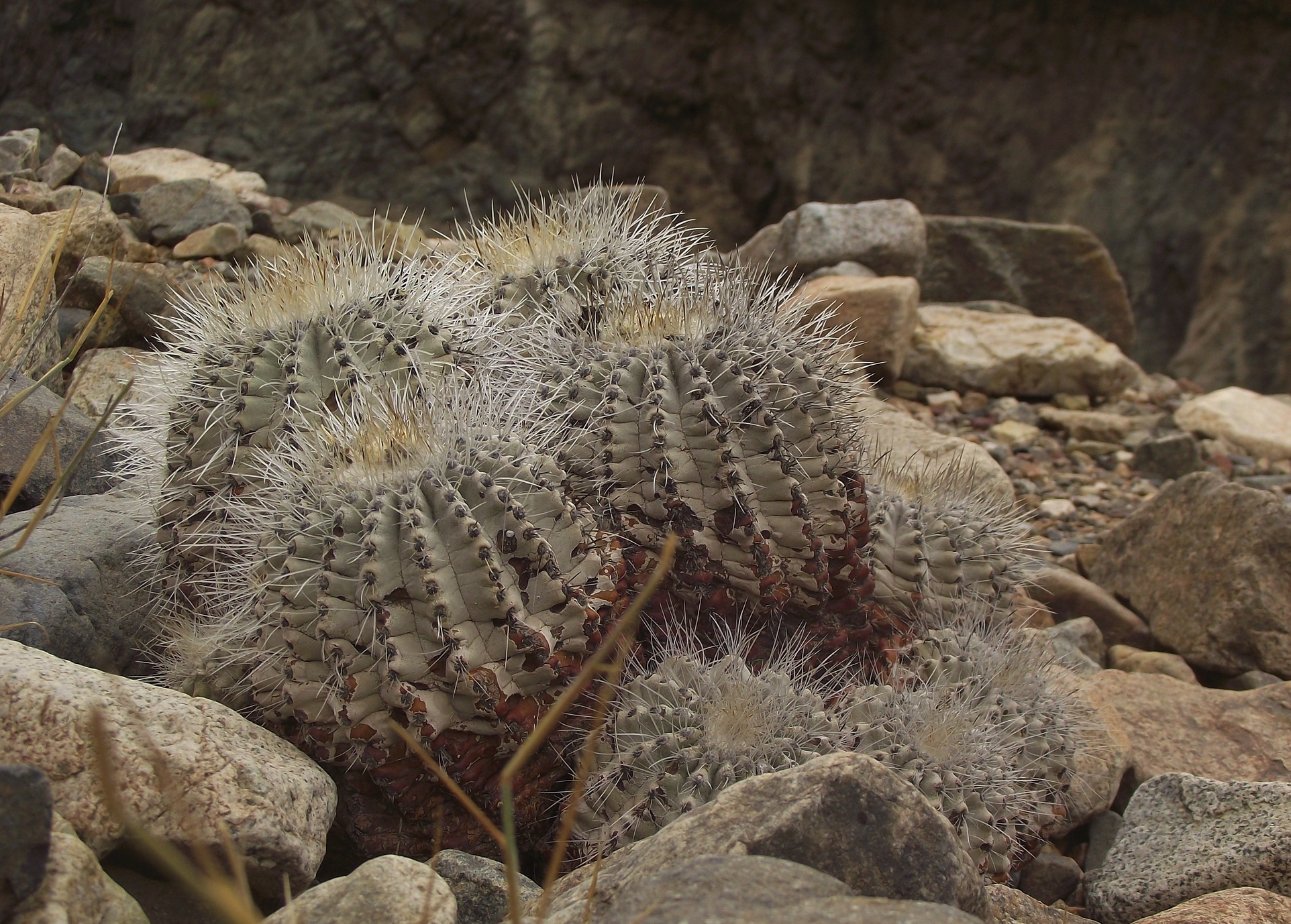 コピアポア界の仙人 Copiapoa krainziana コピアポア・クラインジアナ 【雷血丸】