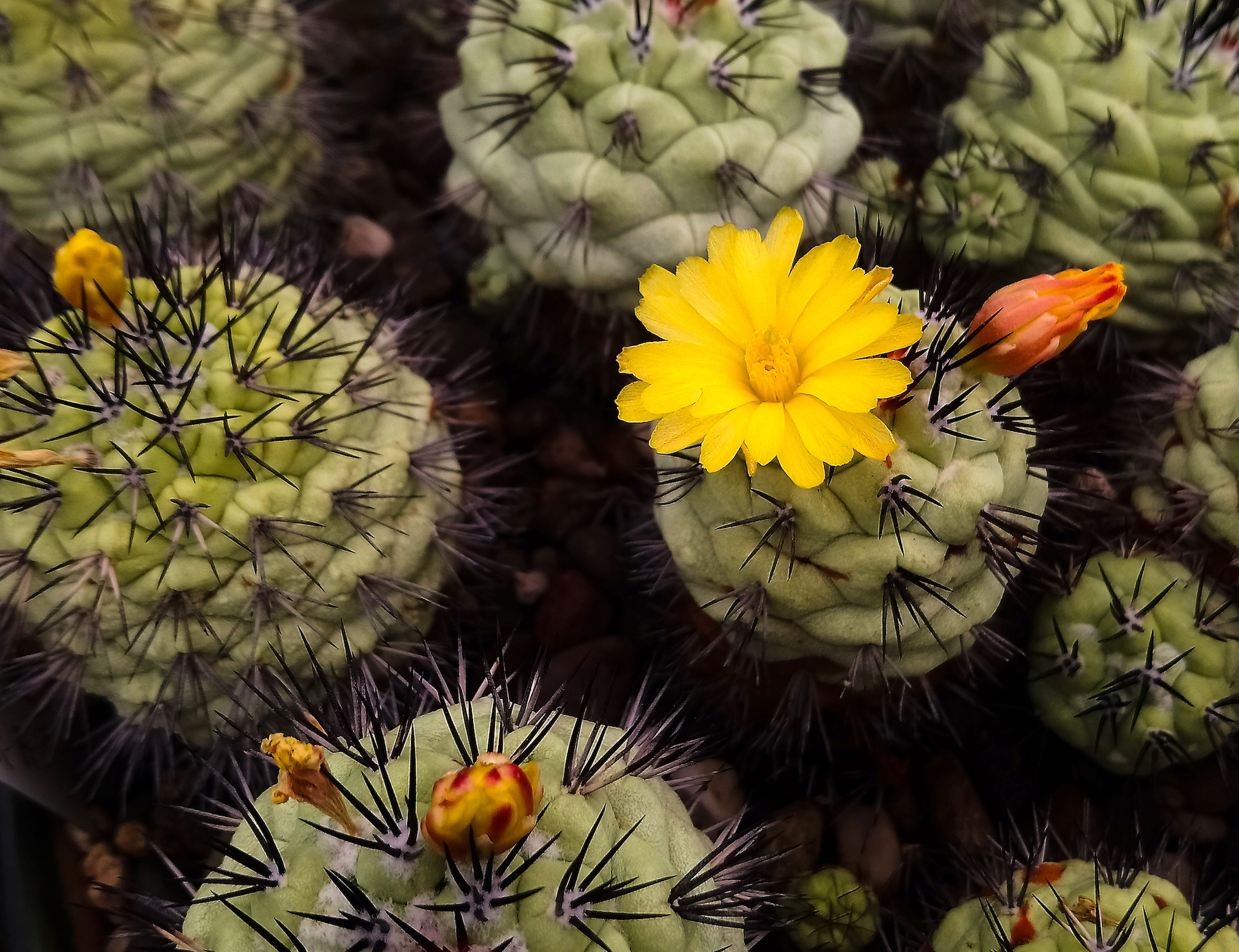 妖精メンテのCactus オルテゴカクタス・マクドガリ Ortegocactus macdougallii