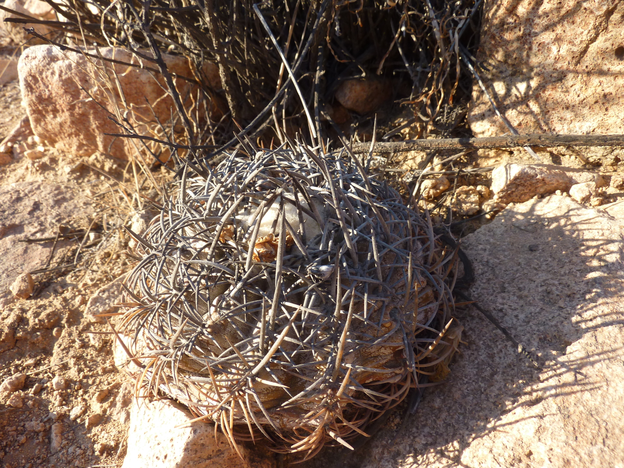 Recommended Copiapoa】 彗星の如く現れ、瞬く間に一等星へ